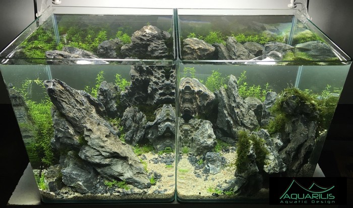 Aquarilis%202.jpg