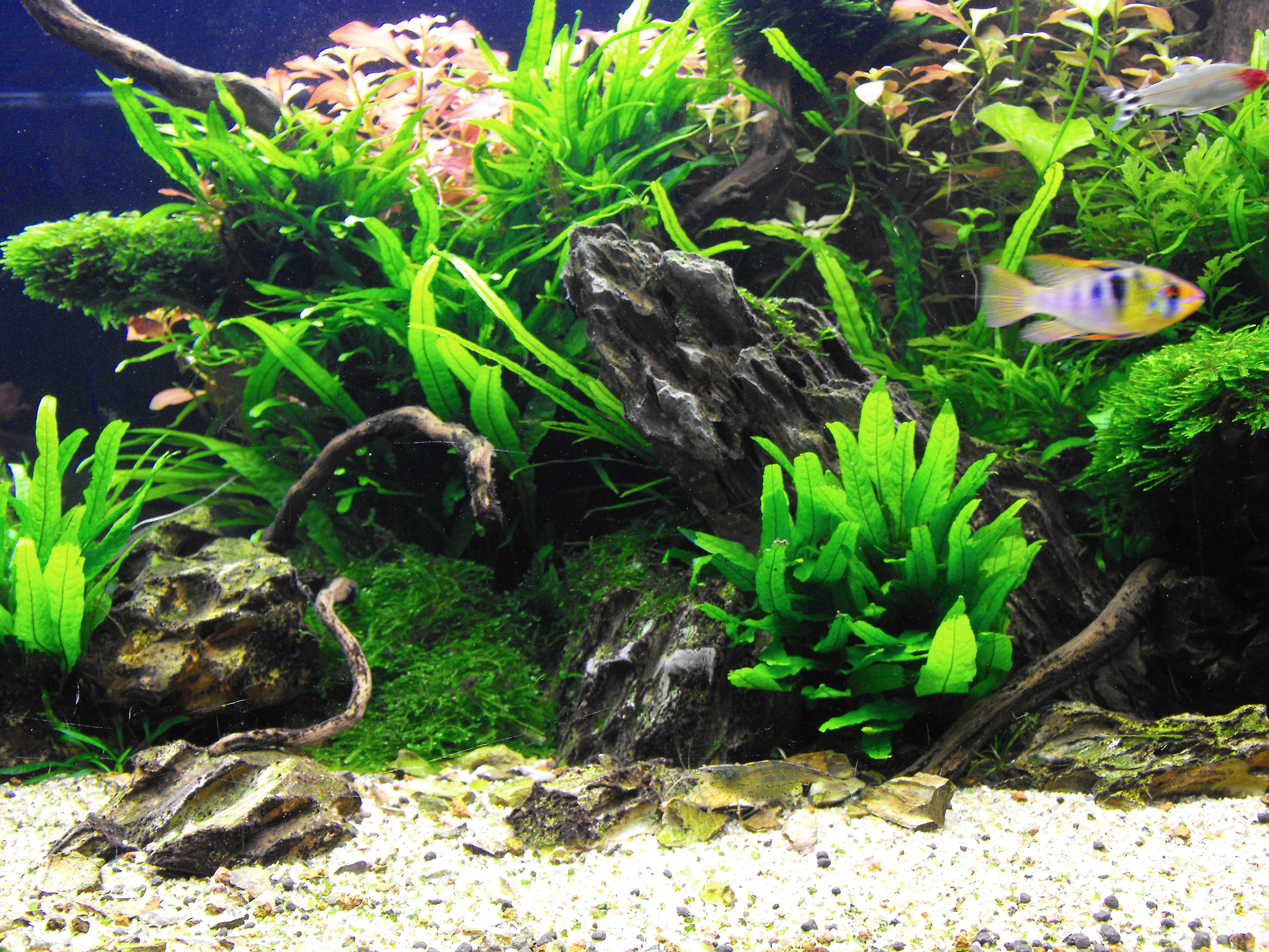 Aquarium avec Ohko stone, par Aquascape Boutique